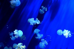 Acquario Genova